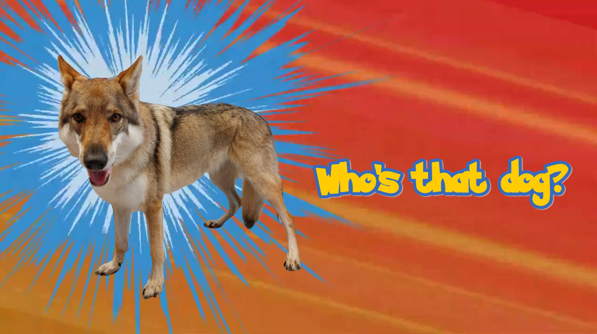 Onbekend maar niet onbemind: Tsjechoslowaakse wolfhond