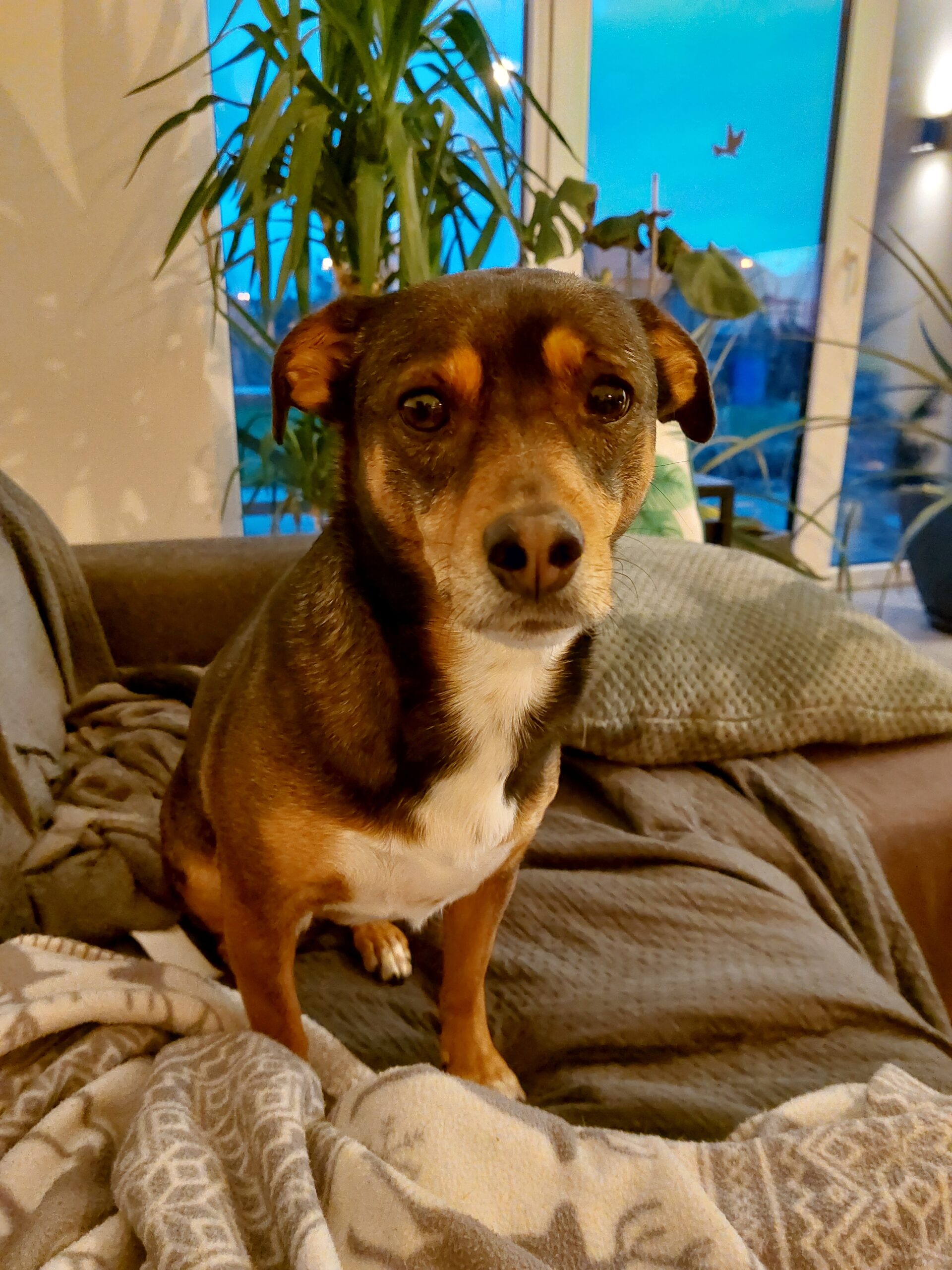 Onbekend maar niet onbemind: de adoptiehond