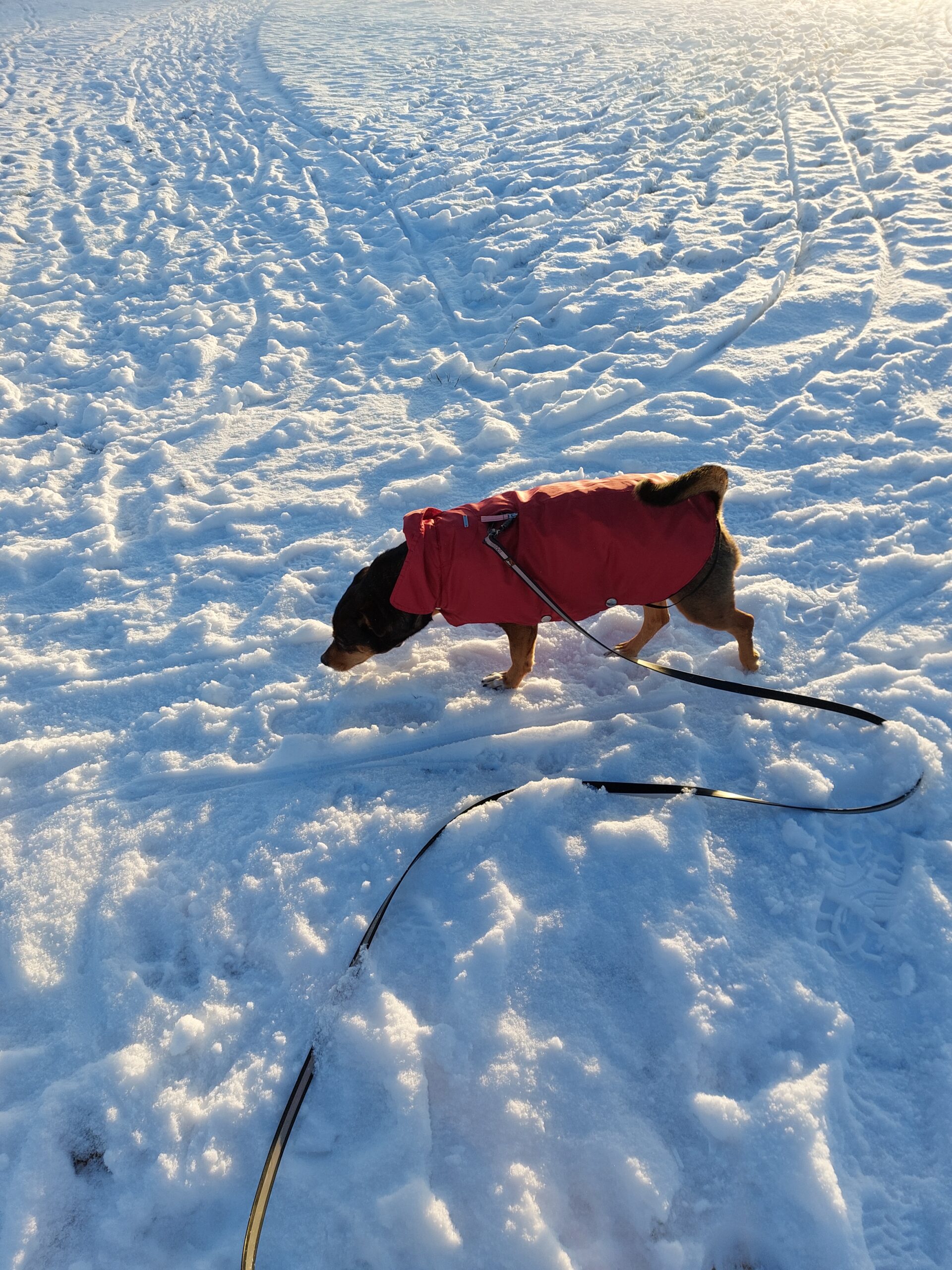 De kleren maken de hond
