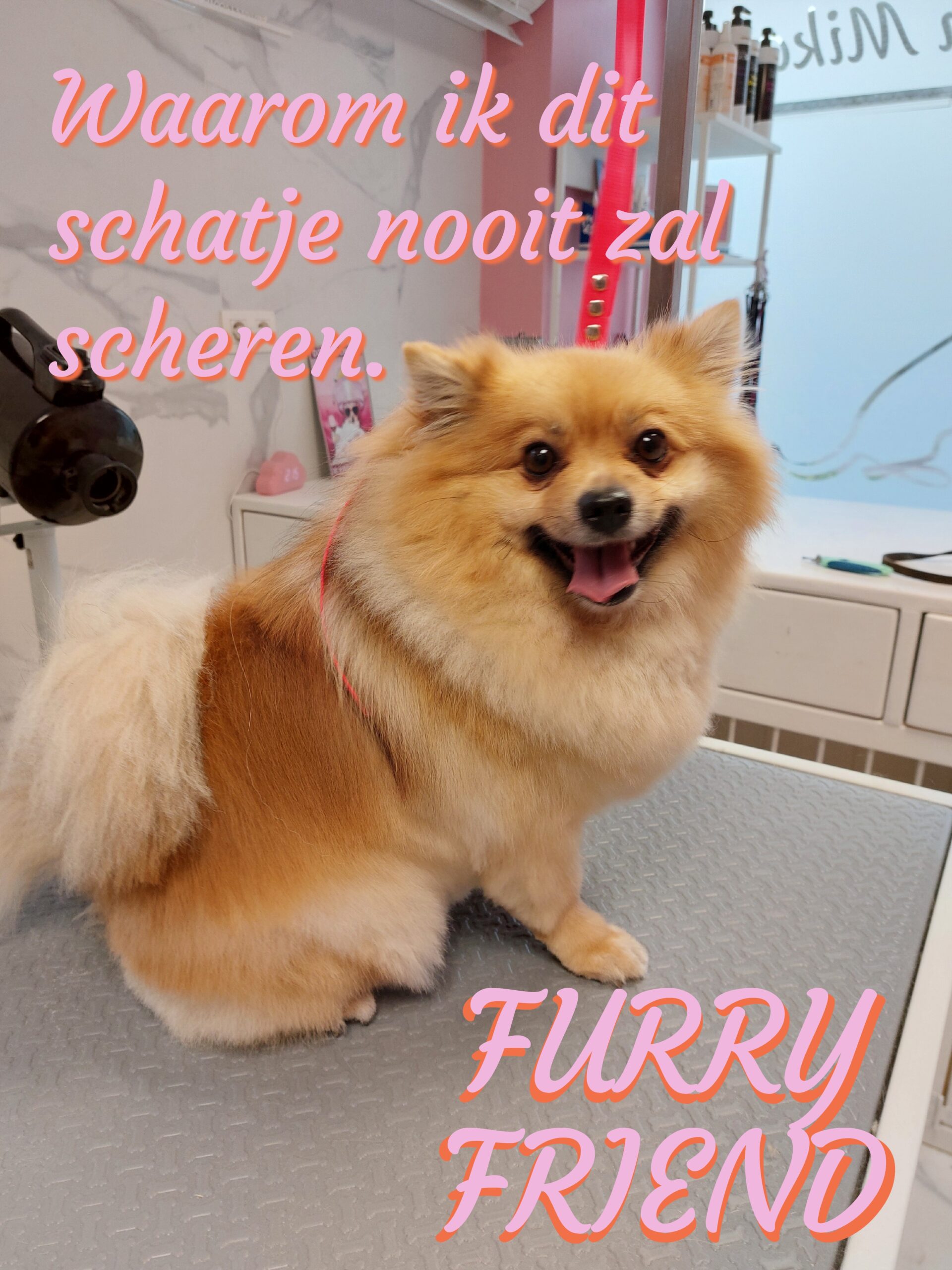Het effect van scheren op de vacht-deel 1 honden die haar verliezen, de wollebolletjes.