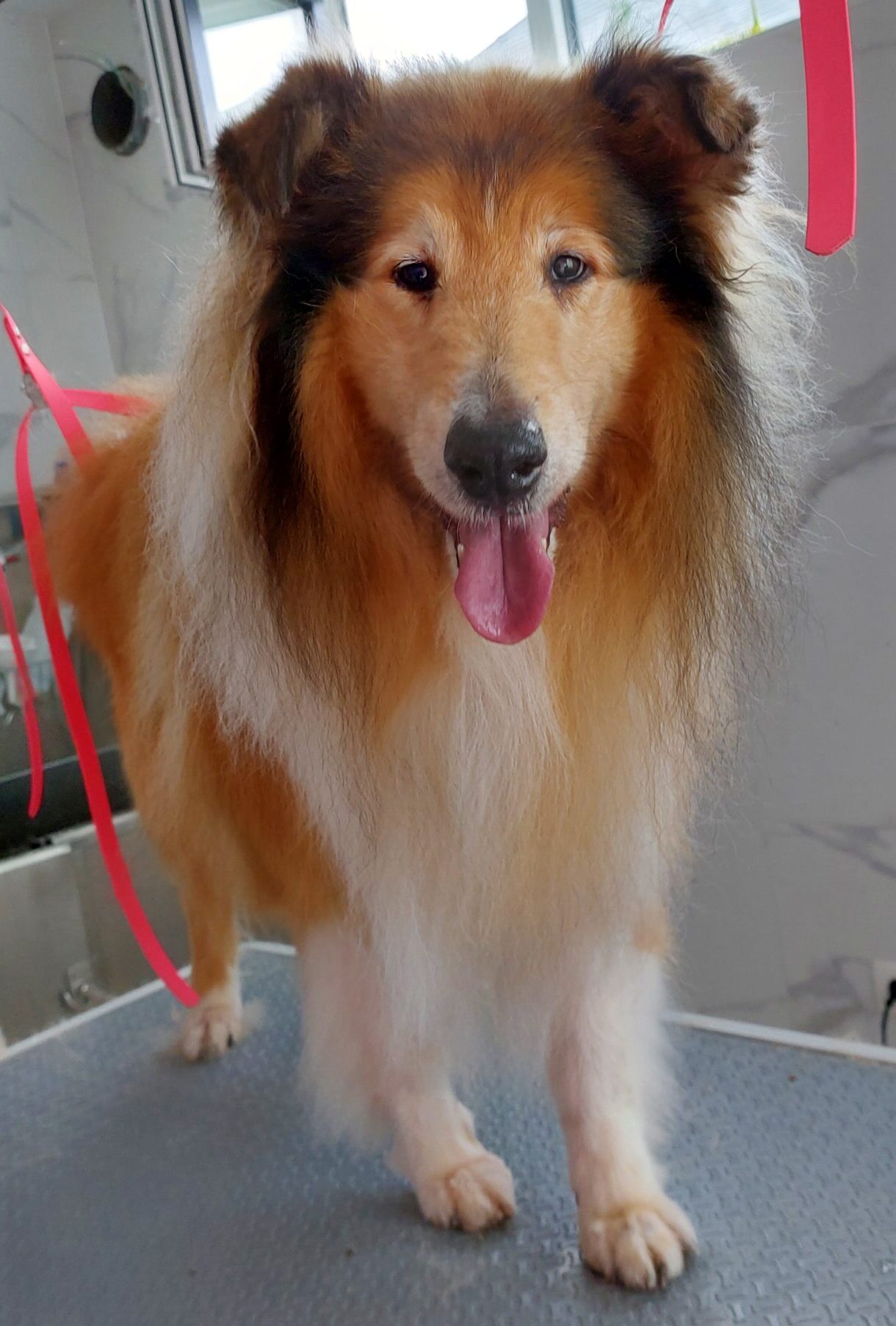 Onbekend maar niet onbemind: de Rough Collie