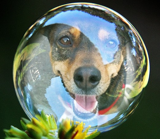 De persoonlijke bubbel van jouw hond